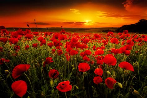 Poppy Field At Sunset Wallpaper And Background Image 1696x1132 Id