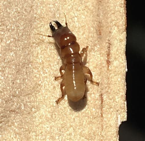 Drywood Termite Soldiers — Thermal Heat