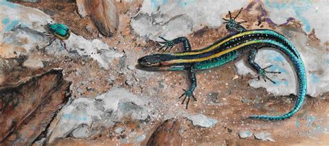 Blue Tailed Skink Artists For Conservation