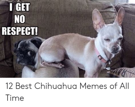 Angry Chihuahua Meme Template Cenfesse