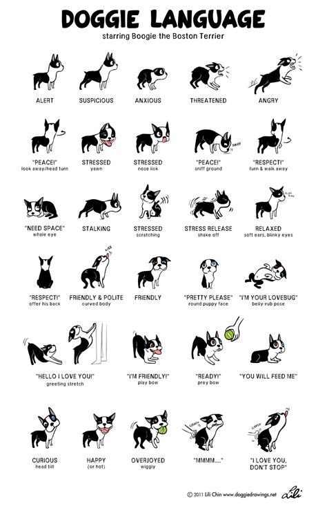 Cracking The Code Understanding Your Dogs Body Language — The Canine