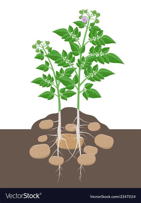 Potato Plant With Leaves And Tubers Beginning To Vector Image Plants
