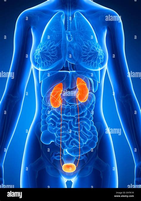 Female Urinary System Illustration Stock Photo Alamy