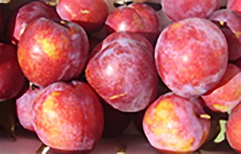Amber Jewel Plum Fruit Tree Variety Anfic