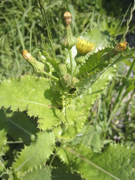 Sow Thistle Sonchus Spp Foraging Foodie Edible Wild Plants And