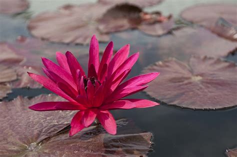 Tropical Waterlily Nymphaea Red Flare Photo By Ivo M Ve The New