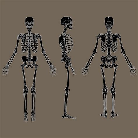 Negative Human Skeleton Chart Black Vector 640145 Vector Art At Vecteezy