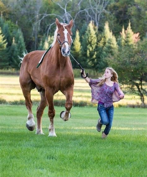Worlds Tallest Horse Dies Aged 20 Horse And Hound
