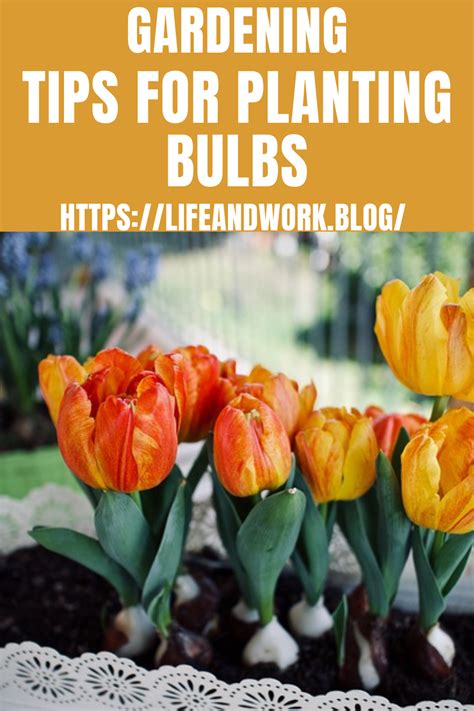Gardening Tips For Planting Bulbs