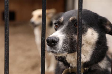 Homeless Dogs In Cage At Animal Shelter Concept Of Volunteering Stock