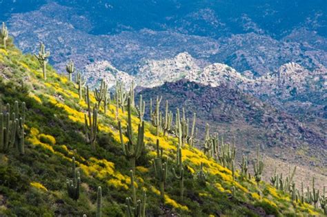 We did not find results for: Ground Cover Moss That Grows in Arizona | eHow