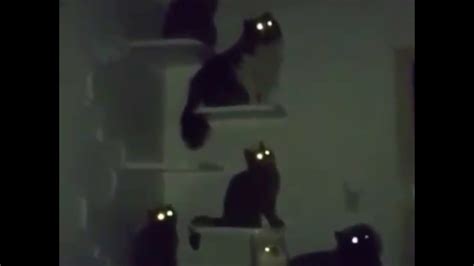 Cats Eyes Glowing In The Dark Youtube