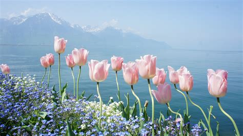 Tulip 4k Spring Flowers Mountains Hd Wallpaper