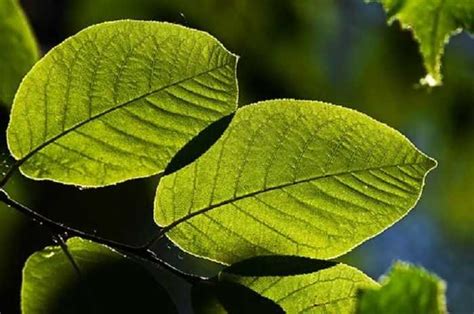 Pengertian Faktor Rumus Dan Proses Fotosintesis Pada Tumbuhan Riset