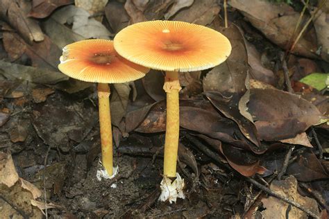 Studies In Fungi