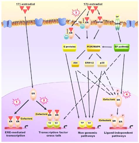 Intracellular Signaling Pathways Used To Regulate The Activity Of