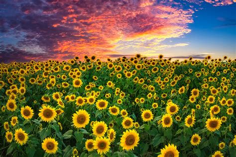Sunflowers At Sunset Landscape Wall Art New England Photography