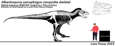 Albertosaurus skeletal | Fandom