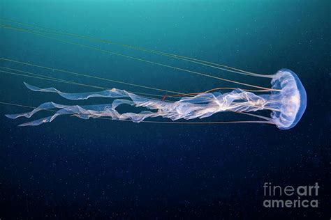 Sea Nettle Jellyfish Photograph By Alexander Semenovscience Photo