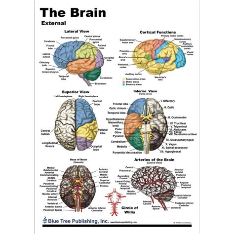 Brain Anatomical Chart