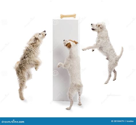 Dogs Jumping And Looking At A Bone On A Pedestal Stock Image Image Of