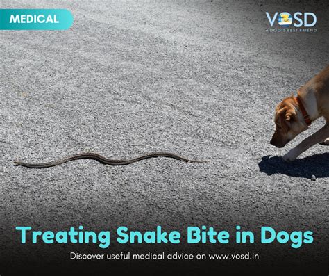 Treating Snake Bite In Dogs Vosd