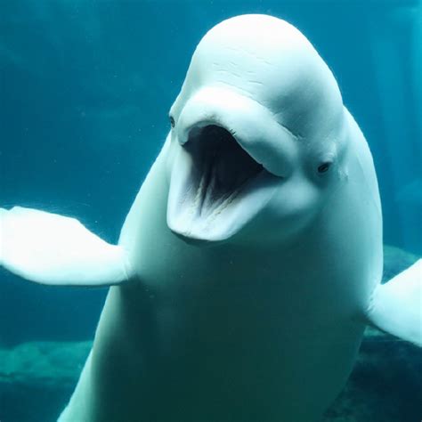 What Do Beluga Whales Eat Penguins Justagric