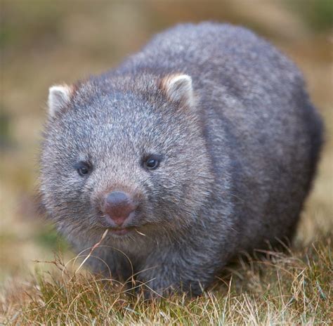 Juvenile Wombat Cute Animals Cute Wombat Australia Animals