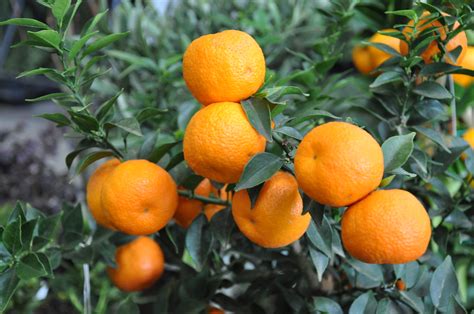 Citrus myrtifolia (Chinotto) | Ortogiardino 2012 (PN) | Flickr