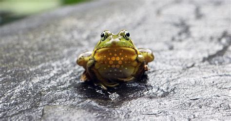 Maybe you would like to learn more about one of these? Hoskinson: Cardano (ADA) peut "sauter la grenouille" 100 ...