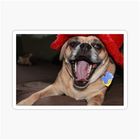Laughing Puggle Sticker For Sale By Sariephotograph Redbubble