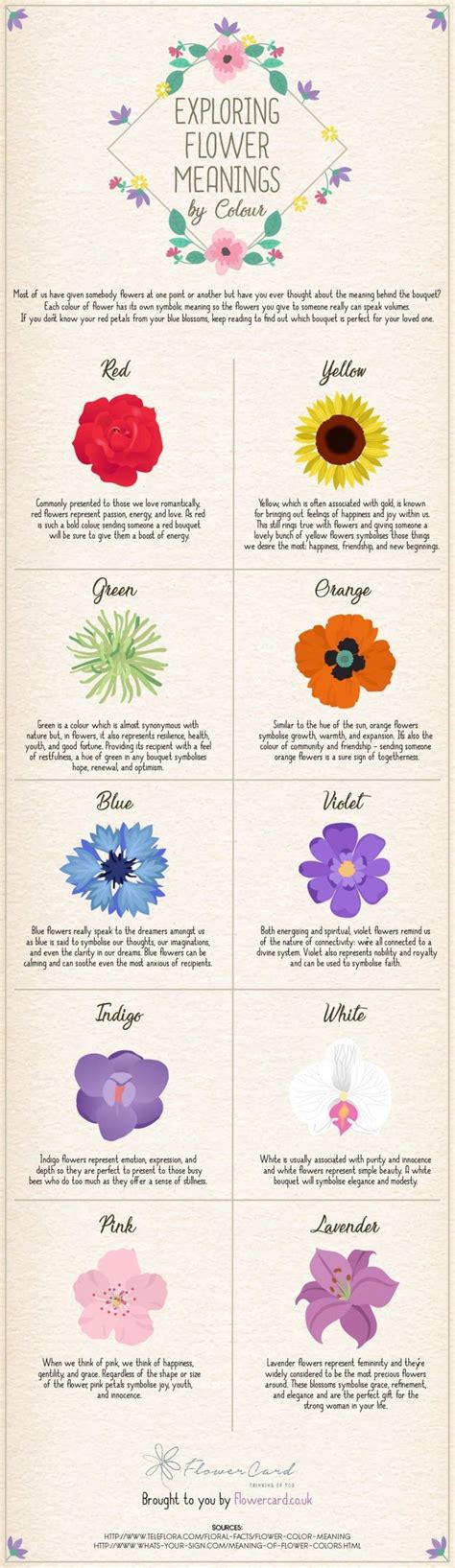 Exploring Flower Meanings By Colour Infographic Flower Meanings