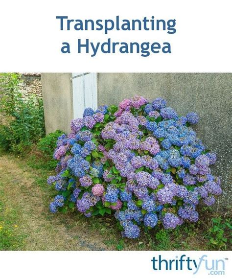 Transplanting A Hydrangea Planting Hydrangeas Transplanting