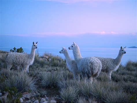 Alpacas At Titicaca Lake Peru Tumblr Pics