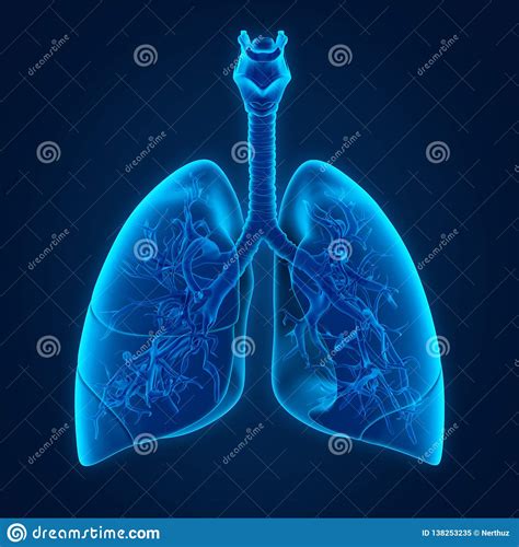 Anatomie Humaine De Poumon Illustration Stock Illustration Du Inhalez