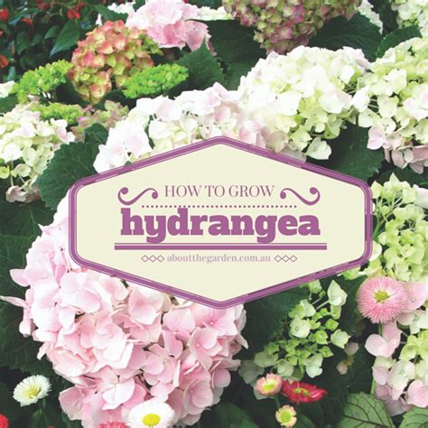 How To Grow Hydrangea In The Garden Or In A Pot For The Guidelines