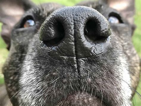 A Dogs Sense Of Smell And Their Amazing Noses Canine Companion Pet Service
