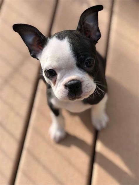 boston terrier owners  understand page   paws