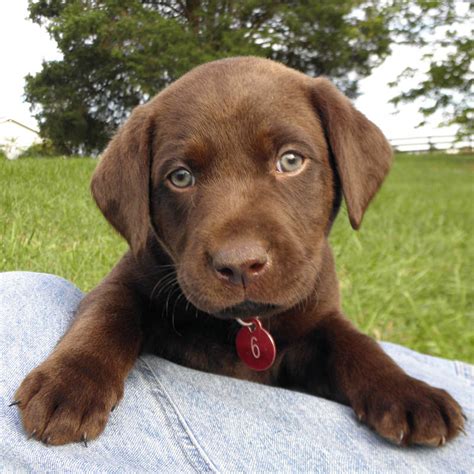 The family puppy has been finding the perfect pet for your family for over 40 years! Black & Chocolate Lab Puppies For Sale!