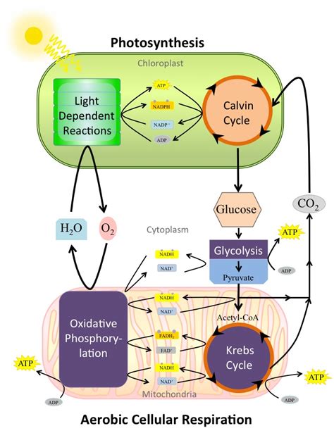 Photosynthesis And Cellular Respiration Relationship