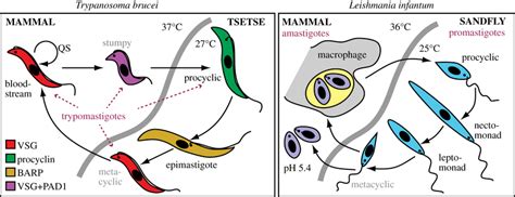 life cycles of t brucei and leishmania these simplified diagrams show download scientific