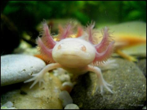 Axolotl reproduction starts with dancing — literally. "Albino axolotl 2" by Furiarossa | Redbubble