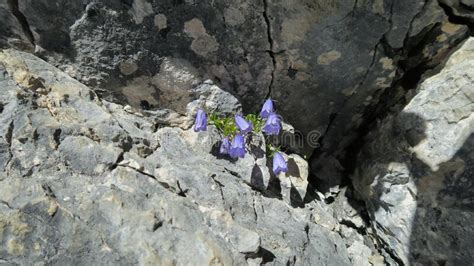 A Group Of Blooming Flowers Campanula Cochleariifolia Lam On A Rock