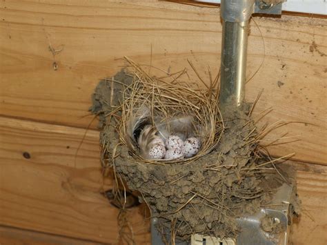 Barn Swallow Nesting All You Need To Know Birdfact