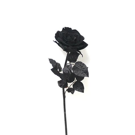 black rose flower photo photo natia wallpapers