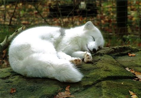 Sleeping Baby Arctic Fox Arctic Fox Petland Pinterest Animal