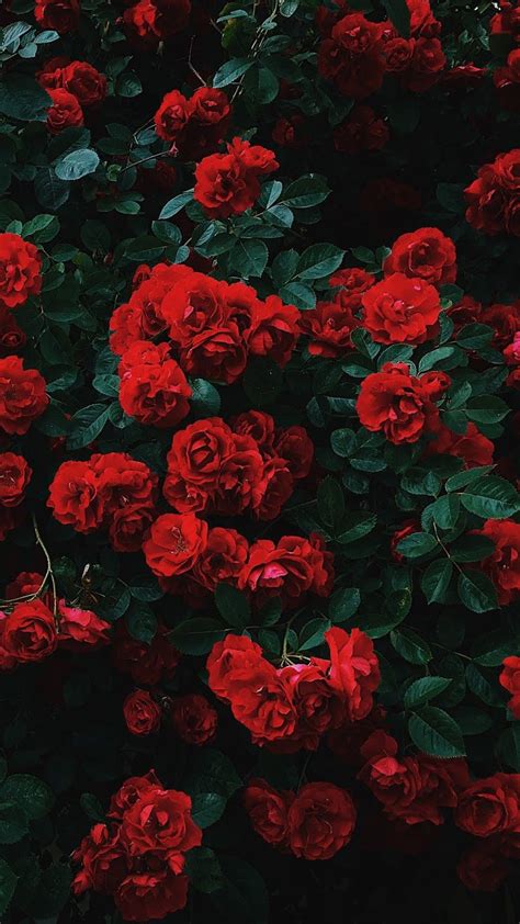 Free Download Red Roses With Images Flower Phone Wallpaper Flower