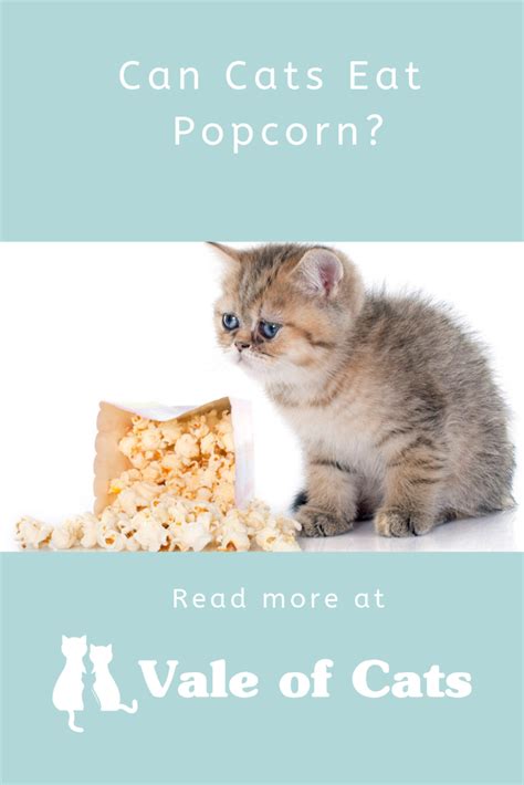 Cats should always be provided with cooked fish to minimise the risk of salmonella poisoning. Can Cats Eat Popcorn? | Cats, Cat behavior, Cat food