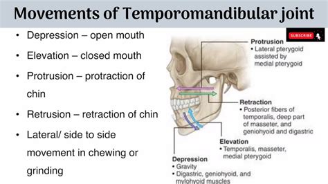 Movements Of Temporomandibular Joint Axes Of Movements Muscles Producing The Movements With