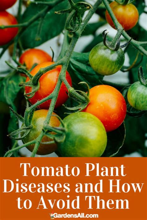 Tomato Plant Diseases And How To Avoid Them Gardensall